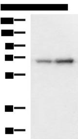 PAIP1 Antibody - Western blot analysis of 293T and HepG2 cell lysates  using PAIP1 Polyclonal Antibody at dilution of 1:1150