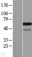 PAIP1 Protein - Western validation with an anti-DDK antibody * L: Control HEK293 lysate R: Over-expression lysate