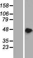 PAIP1 Protein - Western validation with an anti-DDK antibody * L: Control HEK293 lysate R: Over-expression lysate