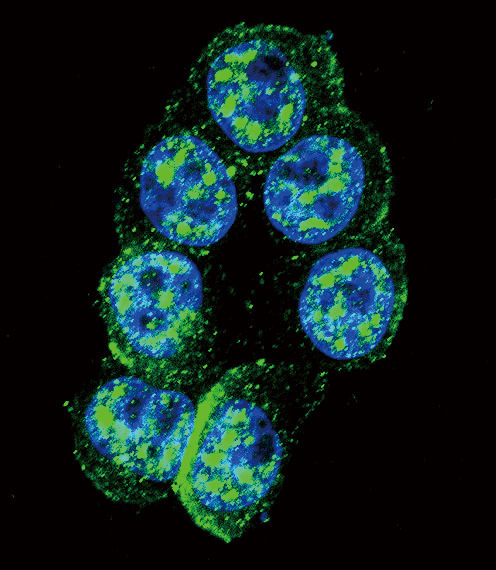 PAK1 Antibody - Confocal immunofluorescence of Phospho-PAK1-pT423 Antibody with HeLa cell followed by Alexa Fluor 488-conjugated goat anti-rabbit lgG (green). DAPI was used to stain the cell nuclear (blue).
