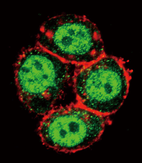 PAK1 Antibody - Confocal immunofluorescence of PAK1 Antibody (T423) with HeLa cell followed by Alexa Fluor 488-conjugated goat anti-rabbit lgG (green). Actin filaments have been labeled with Alexa Fluor 555 phalloidin (red).