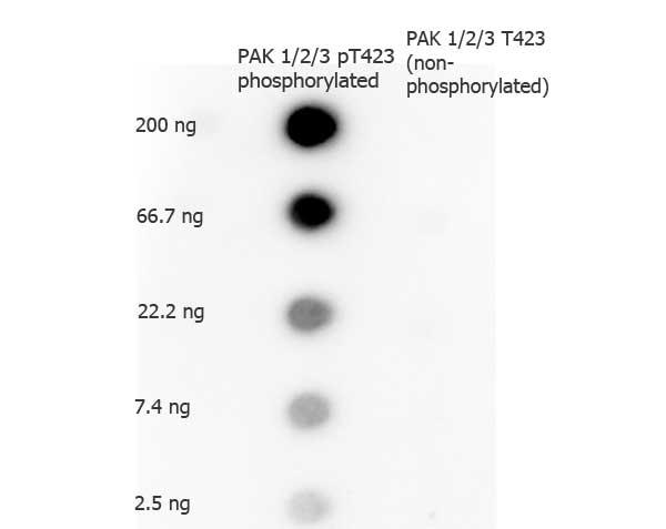 PAK1 + PAK2 + PAK3 Antibody - Dot Blot of Rabbit anti-PAK 1/2/3 pT423 antibody. Antigen: phosphorylated and non-phosphorylated forms of the immunizing peptide. Load: 200 ng, 66.7 ng, 22.2 ng, 7.4 ng, or 2.5 ng as indicated. Primary antibody: PAK 1/2/3 pT423 antibody at 1:1,000 overnight at 4°C. Secondary antibody: Dylight™488 rabbit secondary antibody at 1:40,000 for 45 min at RT.