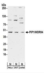 PAK1IP1 / HPIP1 Antibody - Detection of Human PIP1/WDR84 by Western Blot. Samples: Whole cell lysate (50 ug) from HeLa, 293T, and Jurkat cells. Antibodies: Affinity purified rabbit anti-PIP1/WDR84 antibody used for WB at 0.4 ug/ml. Detection: Chemiluminescence with an exposure time of 3 minutes.
