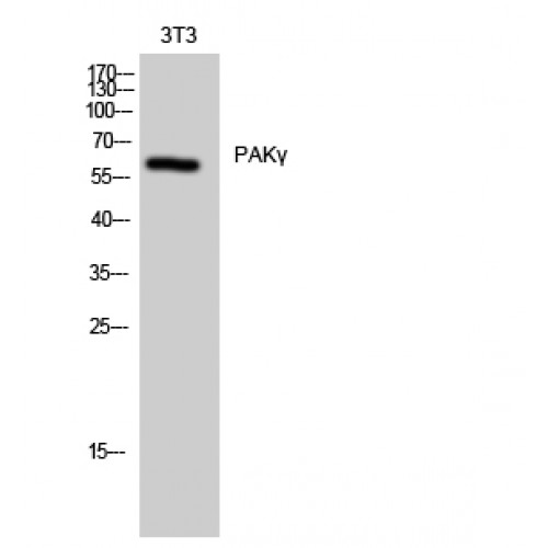 PAK2 Antibody - Western blot of PAK gamma antibody