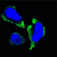 PAK2 Antibody - Confocal immunofluorescence of HeLa cells using PAK2 mouse monoclonal antibody (green). Blue: DRAQ5 fluorescent DNA dye.