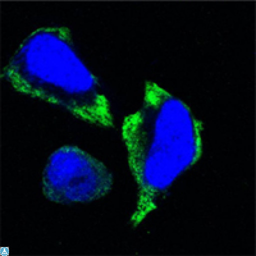PAK2 Antibody - Confocal Immunofluorescence (IF) analysis of HeLa cells using PAKgamma Monoclonal Antibody (green). Blue: DRAQ5 fluorescent DNA dye.
