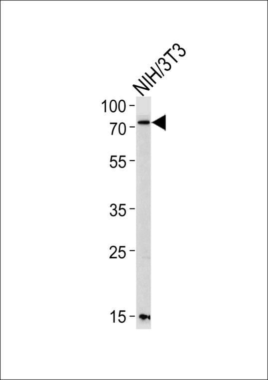 PAK3 Antibody - Western blot of lysate from mouse NIH/3T3 cell line, using Mouse Pak3 Antibody. Antibody was diluted at 1:1000 at each lane. A goat anti-rabbit IgG H&L (HRP) at 1:5000 dilution was used as the secondary antibody. Lysate at 35ug per lane.