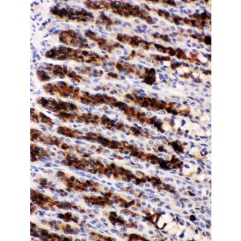 PAK3 Antibody - Nucleobindin 2 was detected in paraffin-embedded sections of rat gaster tissues using rabbit anti- Nucleobindin 2 Antigen Affinity purified polyclonal antibody at 1 ug/mL. The immunohistochemical section was developed using SABC method.