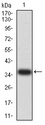 PAK3 Antibody - Western blot analysis using PAK3 mAb against human PAK3 (AA: 1-100) recombinant protein. (Expected MW is 37 kDa)