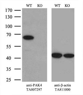 PAK4 Antibody - Equivalent amounts of cell lysates  and PAK4-Knockout 293T cells  were separated by SDS-PAGE and immunoblotted with anti-PAK4 monoclonal antibody(1:500). Then the blotted membrane was stripped and reprobed with anti-b-actin antibody  as a loading control.
