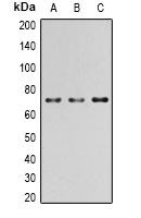 PAK4 Antibody - Western blot analysis of PAK4 (pS474) expression in HEK293T EGF-treated (A); Raw264.7 EGF-treated (B); PC12 EGF-treated (C) whole cell lysates. Ab used at a 1:500 dilution.