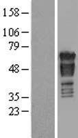 PAK4 Protein - Western validation with an anti-DDK antibody * L: Control HEK293 lysate R: Over-expression lysate