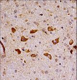 PAK7/PAK5 Antibody - Mouse Pak7 Antibody immunohistochemistry of formalin-fixed and paraffin-embedded mouse brain tissue followed by peroxidase-conjugated secondary antibody and DAB staining.
