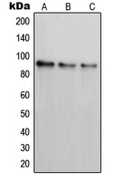 PAK7/PAK5 Antibody - Western blot analysis of PAK7 expression in SKNSH (A); K562 (B); COS7 (C) whole cell lysates.