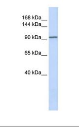PAL / PAM Antibody - 721_B cell lysate. Antibody concentration: 1.0 ug/ml. Gel concentration: 6-18%.  This image was taken for the unconjugated form of this product. Other forms have not been tested.