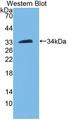 PAL / PAM Antibody - Western blot of PAL / PAM antibody.