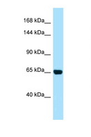 PALB2 Antibody - PALB2 antibody Western blot of HeLa Cell lysate. Antibody concentration 1 ug/ml.  This image was taken for the unconjugated form of this product. Other forms have not been tested.
