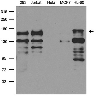 PALB2 Antibody - Western blot analysis of extracts. (35ug) from different cell lines or tissues by using anti-PALB2 rabbit polyclonal antibody .