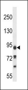PALD1 / Paladin 1 Antibody - KIAA1274 Antibody western blot of 293 cell line lysates (35 ug/lane). The KIAA1274 antibody detected the KIAA1274 protein (arrow).