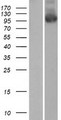 PALD1 / Paladin 1 Protein - Western validation with an anti-DDK antibody * L: Control HEK293 lysate R: Over-expression lysate