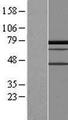PALMD Protein - Western validation with an anti-DDK antibody * L: Control HEK293 lysate R: Over-expression lysate