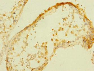 PALS2 / MPP6 Antibody - Immunohistochemistry of paraffin-embedded human testis tissue at dilution 1:100