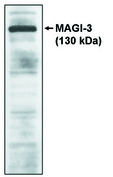 PAM16 Antibody - Western blot of MAGI-3, GKWW antibody on cell lysates transfected with full-length human MAGI-3 protein.