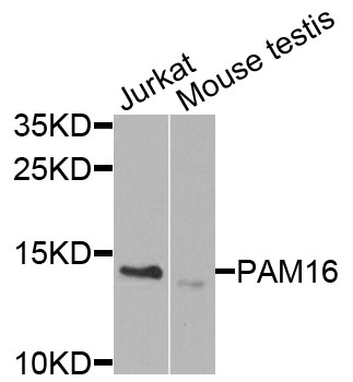 PAM16 Antibody - Western blot analysis of extracts of various cells.