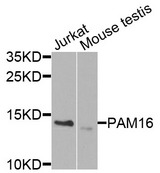 PAM16 Antibody - Western blot analysis of extracts of various cells.