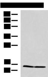 PAM16 Antibody - Western blot analysis of HepG2 and Jurkat cell lysates  using PAM16 Polyclonal Antibody at dilution of 1:700