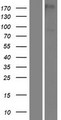 PAMR1 Protein - Western validation with an anti-DDK antibody * L: Control HEK293 lysate R: Over-expression lysate