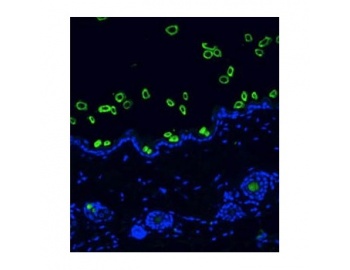 Pan Cytokeratin Antibody - Immunohistochemistry (Formalin/PFA-fixed paraffin-embedded sections) - hair cortex Cytokeratin antibody [AE13] staining mouse skin tissue sections