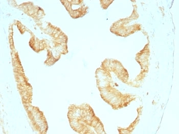 Pan Cytokeratin Antibody - Formalin-fixed, paraffin-embedded rat Oviduct stained with Multi Cytokeratin antibody (KRT/457).  This image was taken for the unmodified form of this product. Other forms have not been tested.