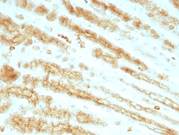 Pan Cytokeratin Antibody - Formalin paraffin rat stomach stained with pan Cytokeratin antibody cocktail (KRTL/1077 + KRTH/1076).  This image was taken for the unmodified form of this product. Other forms have not been tested.