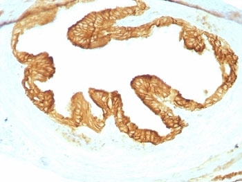 Pan Cytokeratin Antibody - Formalin-fixed, paraffin-embedded rat Oviduct with pan Cytokeratin antibody cocktail (KRTL/1077 + KRTH/1076).  This image was taken for the unmodified form of this product. Other forms have not been tested.