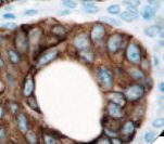 Pan Cytokeratin Antibody - IHC of CK OSCAR on FFPE Colon tissue.