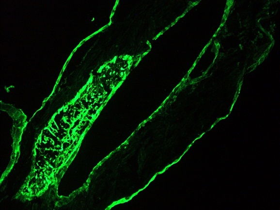 Pan Cytokeratin Antibody - Immunofluorescence staining of a 7 days old zebrafish embryo, showing positive reactivity in epithelia lining the intestine and internal organs