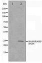 Pan Ras Antibody - Western blot of HeLa cell lysate using RASH/RASK/RASN Antibody