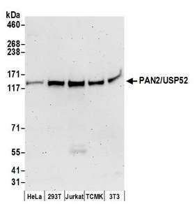 PAN2 / USP52 Antibody - Detection of human and mouse PAN2/USP52 by western blot. Samples: Whole cell lysate (50 µg) from HeLa, HEK293T, Jurkat, mouse TCMK-1, and mouse NIH 3T3 cells prepared using NETN lysis buffer. Antibody: Affinity purified rabbit anti-PAN2/USP52 antibody used for WB at 0.1 µg/ml. Detection: Chemiluminescence with an exposure time of 3 minutes.
