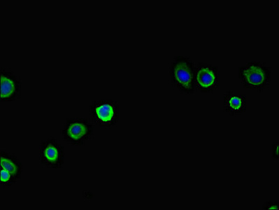 PAN2 / USP52 Antibody - Immunofluorescent analysis of HepG-2 cells diluted at 1:100 and Alexa Fluor 488-congugated AffiniPure Goat Anti-Rabbit IgG(H+L)