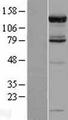 PAN2 / USP52 Protein - Western validation with an anti-DDK antibody * L: Control HEK293 lysate R: Over-expression lysate
