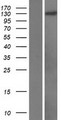 PAN2 / USP52 Protein - Western validation with an anti-DDK antibody * L: Control HEK293 lysate R: Over-expression lysate