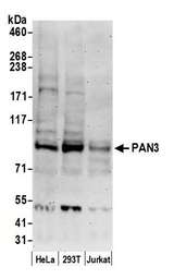 PAN3 Antibody - Detection of human PAN3 by western blot. Samples: Whole cell lysate (50 µg) from HeLa, HEK293T, and Jurkat cells prepared using NETN lysis buffer. Antibody: Affinity purified rabbit anti-PAN3 antibody used for WB at 0.1 µg/ml. Detection: Chemiluminescence with an exposure time of 3 minutes.