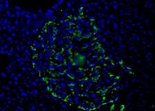 Pancreas Marker HPa1 Antibody - HPa1 Antibody (DHIC2-2C12) - HPa1 antibody (DHIC2-2C12) - Immunofluorescence on frozen section of human pancreas.  This image was taken for the unconjugated form of this product. Other forms have not been tested.