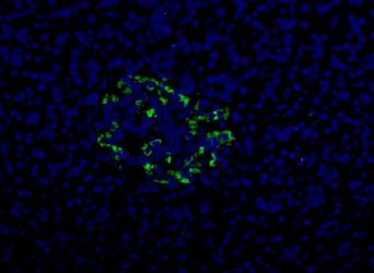 Pancreas Marker HPa2 Antibody - HPa2 Antibody (DHIC2-2B4) - HPa2 antibody (DHIC2-2B4) - Immunofluorescence on frozen section of human pancreas.