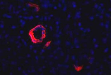 Pancreas Marker HPd1 Antibody - HPd1 Antibody (DHIC2-4A10) - HPd1 antibody (DHIC2-4A10) - Immunofluorescence on frozen section of human pancreas.
