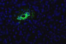 Pancreas Marker HPd2 Antibody - HPd2 Antibody (DHIC2-5H10) - HPd2 antibody (DHIC3-5H10) - Immunofluorescence on frozen section of human pancreas.  This image was taken for the unconjugated form of this product. Other forms have not been tested.
