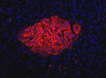 Pancreas Marker HPi1 Antibody - HPi1 Antibody (HIC0-4F9) - HPi1 antibody (HICO-4F9) - Immunofluorescence on frozen section of human pancreas.  This image was taken for the unconjugated form of this product. Other forms have not been tested.