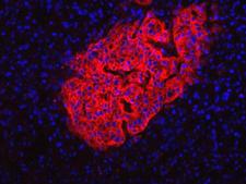 Pancreas Marker HPi2 Antibody - HPi2 Antibody (HIC1-2B4) - HPi2 antibody (HIC1-2B4) - Immunofluorescence on frozen section of human pancreas.