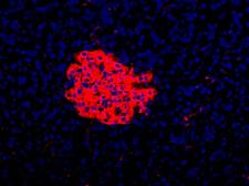 Pancreas Marker HPi3 Antibody - HPi3 Antibody (HIC1-7H10) - HPi3 antibody (HIC1-7H10) - Immunofluorescence on frozen section of human pancreas.